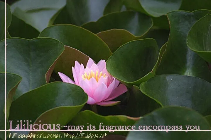_lililicious