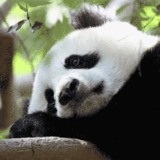 Panda_icon