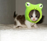 Cutest-kitten-hat-ever-13727-1238540322-17