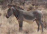 300px-grevy's_zebra_stallion