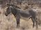 300px-grevy's_zebra_stallion