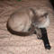 Cat-with-gun-1