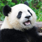 Panda!