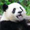 Panda!